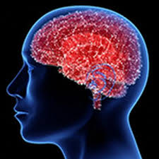 Image result for brain cell