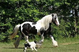 People, injury and trauma concept. Muscular Sprains Strains And Spasms Natural Treatment For Pets