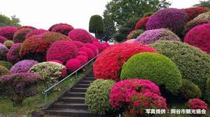 2021年8月11日（水） 出早雄小萩神社（出早公園）キツネノカミソリ 開花情報【8月11日】 8月11日 見頃 キツネノカミソリが見頃になっております。 先週は、ツボミすら見られなかった. é¶´å³¯å…¬åœ'ã¤ã¤ã˜ç¥­ã‚Š å…«ãƒ¶å²³ã‚'ã‚¬ã‚¤ãƒ‰ã™ã‚‹ ãƒãƒæ—…
