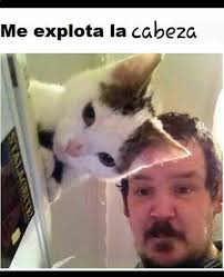 Sublime Funny Cat Pictures Perfectly Timed Photos Cats