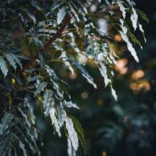 Image result for Ekebergia