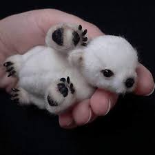 Baby Polar Bear Baby Polar Bears Baby Animals Pictures Cute Animals