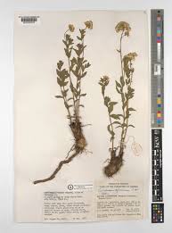 Image result for Stomatanthes