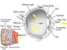 The Human Eye Has Some Pretty Glaring Design Eye Anatomy Physiology Anatomy