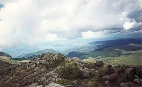 Image result for Afrosciadium rhodesicum