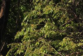 Image result for Grewia monticola