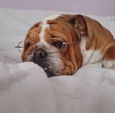 At galaxy bulldog home we are bulldog enthusiasts and follow these practices. Pin On Bulldog