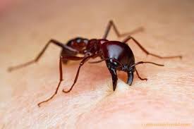 Black Ant Sugar Ant Bites Pictures Yeowww Biting Dorylus Driver Ant Uganda Quick To Defend Their Colonies Kibale Forest Uganda Ant Bites Deadly Creatures Ants