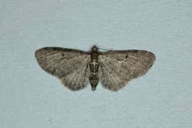 Image result for Eupithecia subumbrata