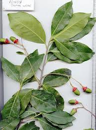 Image result for Ocotea bullata