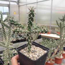 Image result for Opuntia imbricata