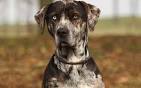 American Leopard Hound | Dog Breed Facts and Information ...