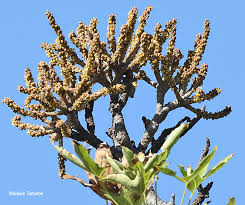 Image result for Cussonia natalensis