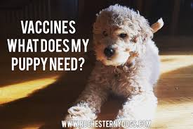 Check spelling or type a new query. What Vaccinations Are Required For Puppies To Begin Training Classes