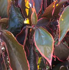 Image result for Acalypha wilkesiana