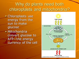 Do plant cells need mitochondria. Why Do Plants Need Cellular Respiration
