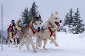 Découvrez l'initiation à la conduite d'attelage avec de magnifiques chiens de traîneau pour selon enneigement. A La Course De Chiens De Traineau Du Lac Blanc Bons Baisers Du Rhin Superieur
