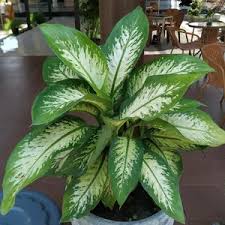 Image result for beautiful dieffenbachia