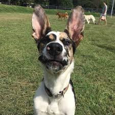 Dane German Shepherd Mix