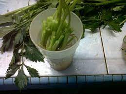 Karena tumbuhan vanili memiliki kelemahan pada batangnya menanam vanili dari polybag ke kebun. Inilah Cara Tanam Daun Sup Dan Ketumbar Dari Akar Betul Betul Tumbuh Elok