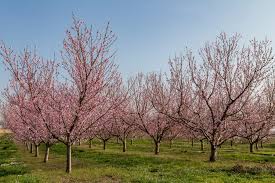 Check spelling or type a new query. Alabama Extension Offers Planting Tips For Fruit Trees Vsc News
