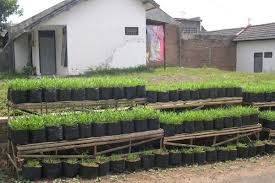 Ingin memulai budidaya sayur bayam di rumah? Sejuta Manfaat Budi Daya Sayur Di Pekarangan Saat Pandemi