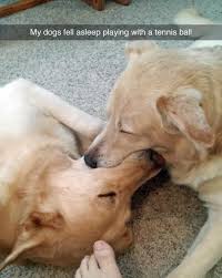 21 Funny Dog Pictures Guaranteed To Make You Smile Dog Snapchats Funny Animal Pictures Funny Animals