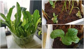 Demikian uraian mengenai cara menanam sawi putih dan perawatannya yang cukup mudah untuk. Cara Tanam Sawi Guna Teknik Keratan Batang Lepas 7 Hari Dah Dapat Hasil Boleh Makan