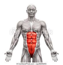 Upon completion, you'll have an understanding of how to draw the forms to invent your own characters or improve your life drawings. Rectus Abdominis Abdominal Muscles Anatomy Muscles Isolated On White 3d Illustration Canstock