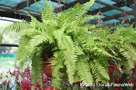 Image result for Nephrolepis acutifolia