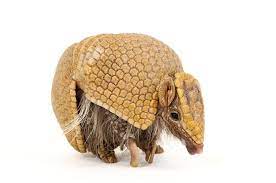 Human Caused Extinctions Have Set Mammals Back Millions Of Years Mammals Armadillo Most Beautiful Animals