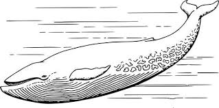 To find out what colors go well with electric blue, you'll have to know a little bit about the color wheel. 25 Best Blue Whale Coloring Pages Ideas Whale Coloring Pages Blue Whale Coloring Pages