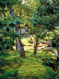 Asked march 27, 2019, 1:10 pm edt. Growing Low Maintenance Moss Hgtv