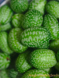 Image result for free pcs of cucumbers