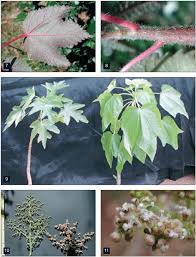 Image result for Obetia tenax