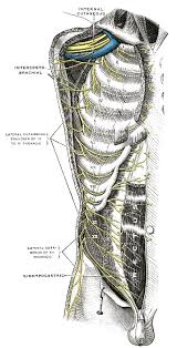It has been said that a skilled clinician can identify the source of abdominal pain from the history alone 80 to 90% of the time. Spinal Nerves Boundless Anatomy And Physiology