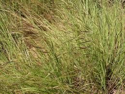 Image result for Heteropogon
