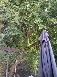 Wird die gartenpflege vom mieter überhaupt nicht ausgeführt, oder kommt es zu einer verwilderung, verwahrlosung, so kann der vermieter berechtigt sein die arbeiten in auftrag geben und entstandene kosten vom mieter zurückverlangen. Mietrecht Garten Darf Ich Als Mieter Einen Baum Beschneiden