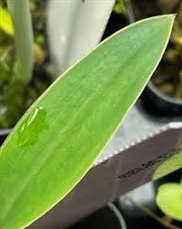 Image result for Habenaria indiana