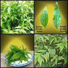 However, it would be best, as others here have said, to do the orthodox treatments. There Are Two Common Types Of Snake Grass These Are Indian Snake Grass And Sabah Snake Grass Both The Snake Snake In The Grass Herbal Plants Types Of Snake