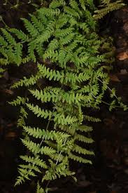 Image result for Thelypteris confluens