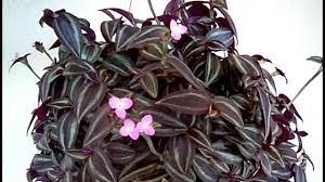 Wandering jew plant comprises of various species in the tradescantia genus. Tradescantia Zebrina In Bloom Youtube