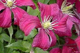 We did not find results for: Clematis Madame Julia Correvon Order Online