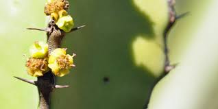 Image result for Euphorbia confinalis