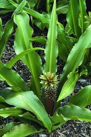 Image result for Eucomis autumnalis