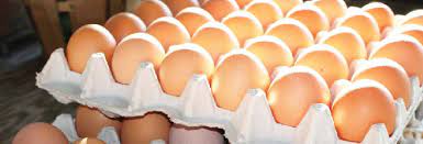 Tips on egg commercial production - The Namibian