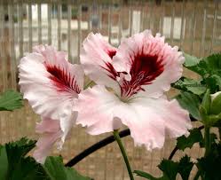 We did not find results for: Regal Pelargonium Pelargonium Maureen In The Pelargoniums Database Garden Org