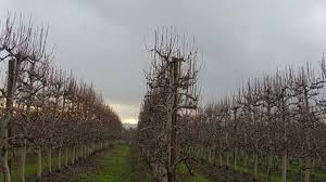 El Niño cambia sus proyecciones y Patagonia vuelve a mirar al cielo
