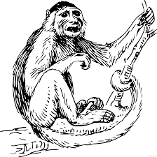 Black And White Monkey Pictures Cute Black And White Monkey Clipart Monkey Art Monkey Pictures Sharpie Art