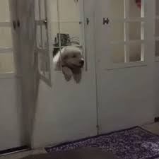 Goofy Gifs To Make You Grin Cutesypooh Dog Expressions Funny Dog Videos Cute Puppy Videos